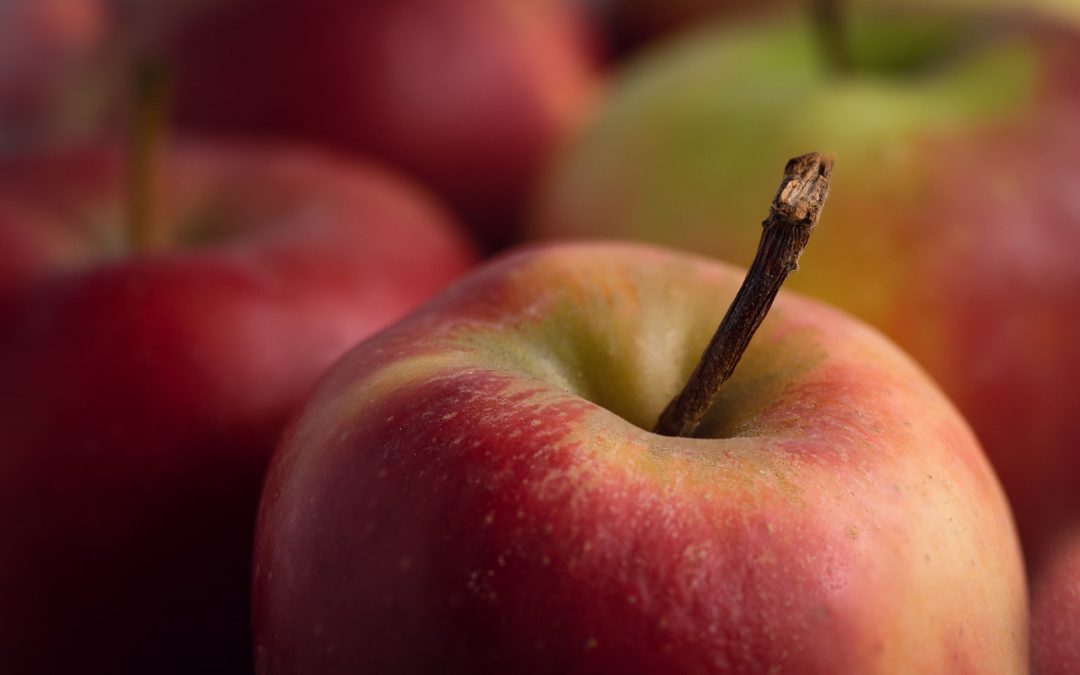 L’équipe de la restauration engagée dans le développement durable